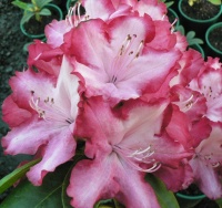 RHODODENDRON PRESIDENT ROOSEVELT