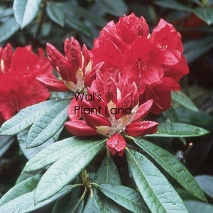 RHODODENDRON BIBIANI