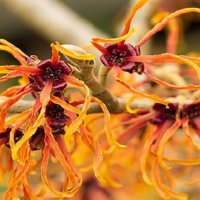 HAMAMELIS 'JELENA'