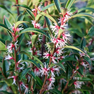 SARCOCOCCA ORIENTALIS