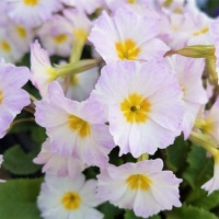 PRIMULA VULGARIS IRISH CARRIGDALE