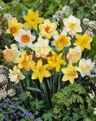 DAFFODIL MIXED 40PK