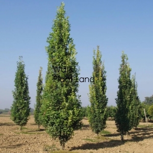 QUERCUS ROBUR FASTIGIATA (Upright English Oak)