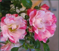 ROSE FLOWER CARPET PINK SPLASH
