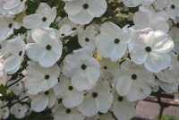 CORNUS EDDIES WHITE WONDER