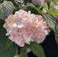 VIBURNUM ROSACEA