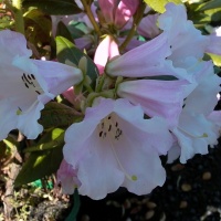 RHODODENDRON COUNTESS OF HADDINGTON