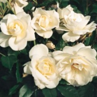 ROSE BUSH ICEBERG F