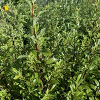 PITTOSPORUM TEN. MOUNTAIN JADE