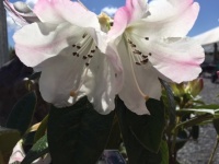 RHODODENDRON OLIN O DOBBS