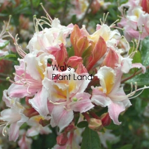 AZALEA MOLLIS SWEET INSPIRATION-DECIDUOUS