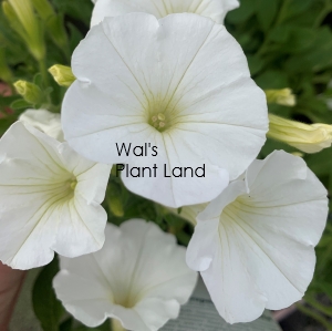 PETUNIA STEREO WHITE