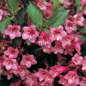 WEIGELIA FLORIDA PINK