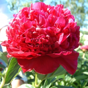 PAEONIA INSPECTOR LAVERNGE (PEONY)