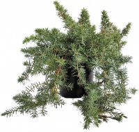 JUNIPER TAXIFOLIA LUTCHUENSIS