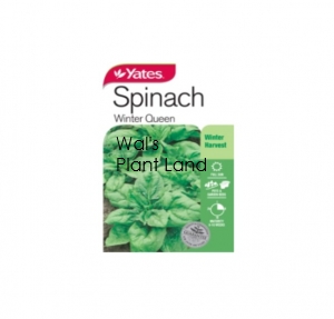 SPINACH WINTER QUEEN SEED PACKET