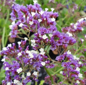 LIMONIUM SALT LAKE