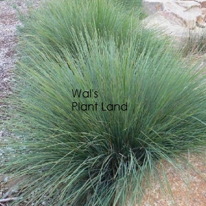 LOMANDRA 'FROSTY TOPS'