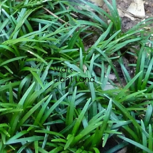 OPHIOPOGON JAPONICUM