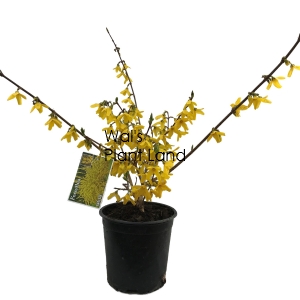 FORSYTHIA KARL SAX