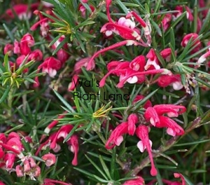 GREVILLIA CLEARVIEW DAVID