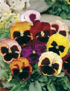 PANSY SWISS GIANTS MIXED SEED PACKET