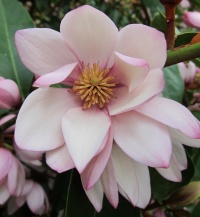 MICHELIA FAIRY MAGNOLIA BLUSH