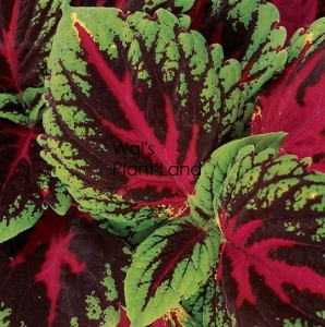 COLEUS KONG RED