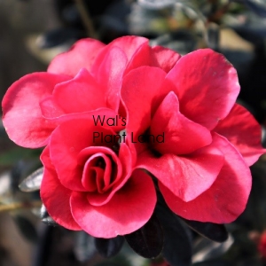 AZALEA RED POPPY