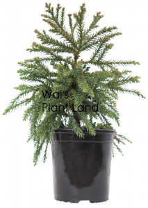 CRYPTOMERIA JAP LITTLEWORTH GNOME