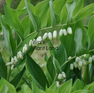 POLYGONATUM MULTIFLORUM