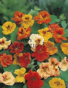 NASTURTIUM JEWEL MIX SEED PACKET