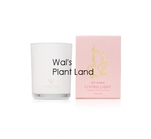 PEONY ROSE SOY CANDLE - MINI LIVING LIGHT