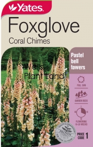 FOXGLOVE CORAL CHIMES SEED PACKET