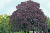 FAGUS SYLVATICA PURPUREA