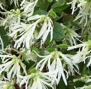 LOROPETALUM ICEBERRY