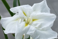 IRIS SETOSA CANADENSIS