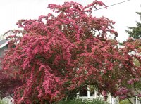 CRATAEGUS PAULS SCARLET