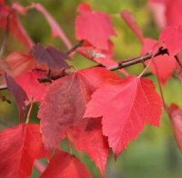 ACER RUB RED SUNSET