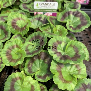 GERANIUM MAVERICK PINK