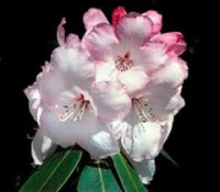 RHODODENDRON OLIN O DOBBS