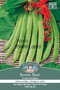 RUNNER BEAN SCARLET RUNNER STRINGLESS SEED PACKET