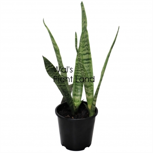 SANSEVIERIA BLACK CORAL