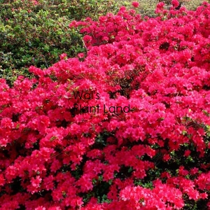 AZALEA RED GIANT-DECIDUOUS