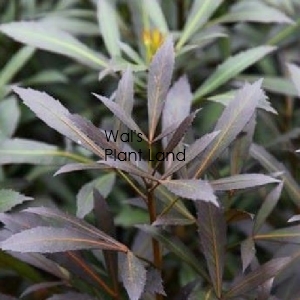 PSEUDOPANAX DARK STAR