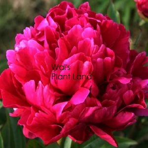 PAEONIA KARL ROSENFIELD (PEONY)