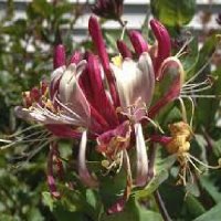 LONICERA WINCHESTER