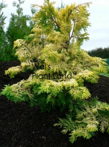 CHAMAECYPARIS OBTUSA NANA CONFUCIOUS