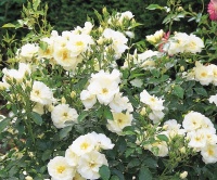 ROSE FLOWER CARPET WHITE