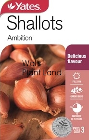 SHALLOTS AMBITION NZ SEED PACKET